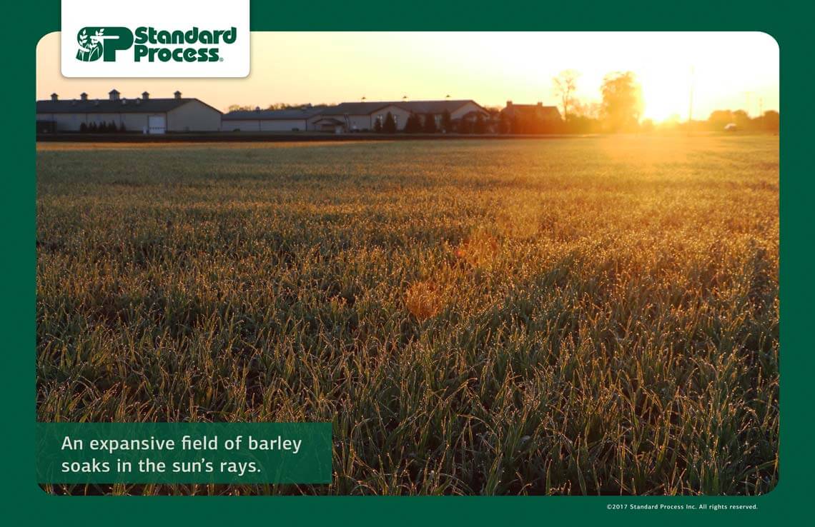 Dr. Bob Bacon Web Store - Gift Gard